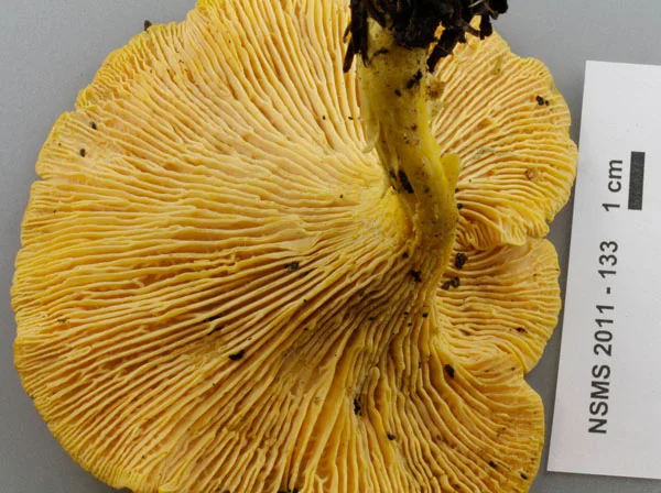 Cantharellus roseocanus folds.jpg
