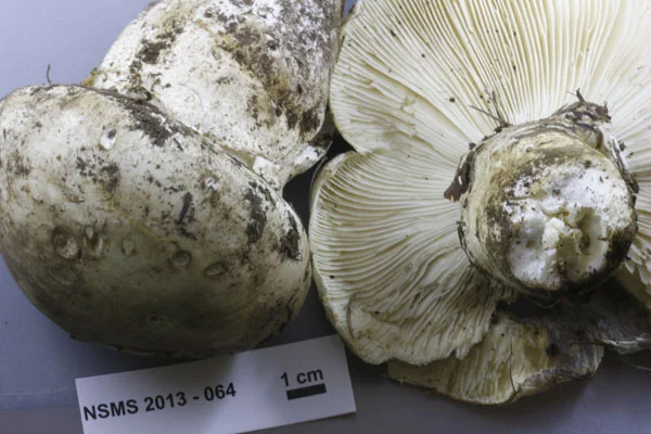 Catathelasma ventricosum gills.jpg