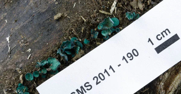 Chlorociboria aeruginascens.jpg