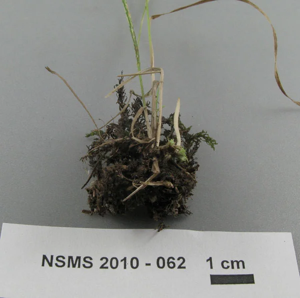 Clavaria vermicularis.jpg