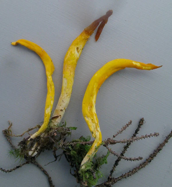 Clavariadelphus ligula.jpg