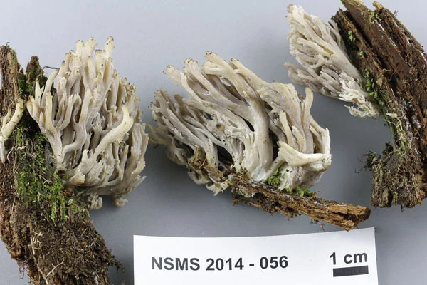Clavulina cinerea.jpg