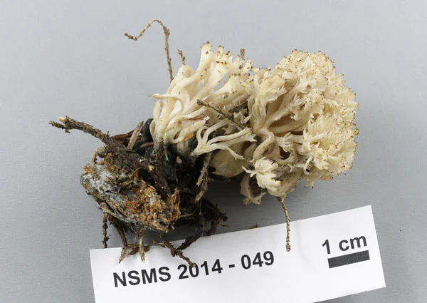 Clavulina coralloides 2014 049.jpg