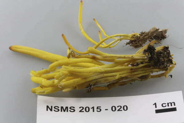 Clavulinopsis fusiformis.jpg