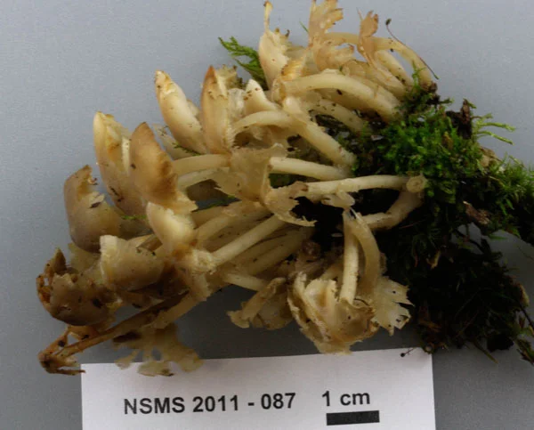 Clitocybula familia.jpg