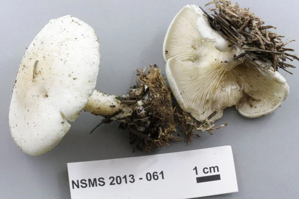 Clitopilus prunulus.jpg