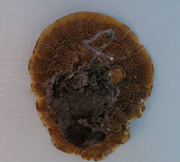Coltricia cinnamomea underside.jpg