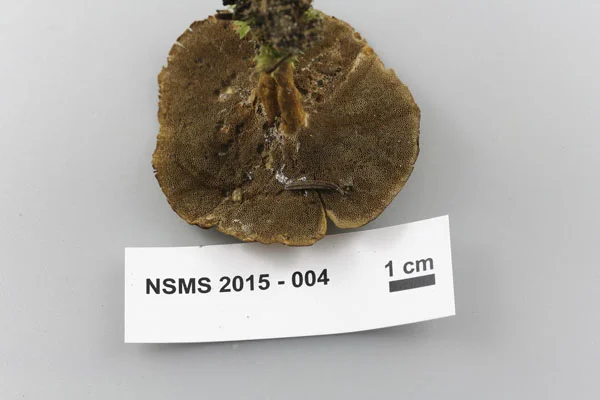 Coltricia perennis underside.jpg