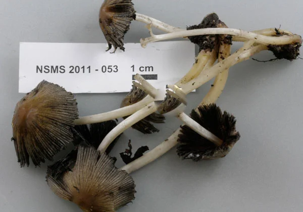 Coprinellus micaceus.jpg