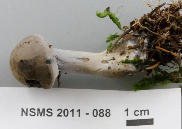 Cortinarius anomalus.jpg