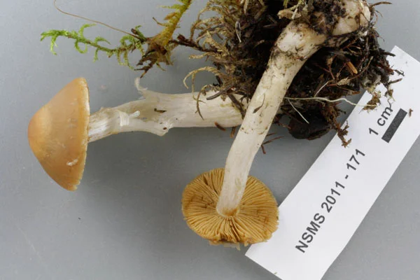 Cortinarius armeniacus.jpg