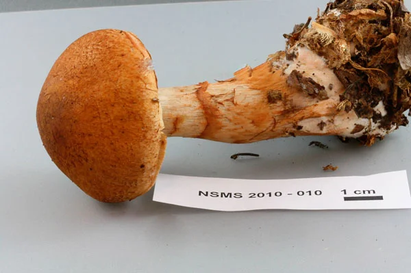 Cortinarius armillatus cap.jpg