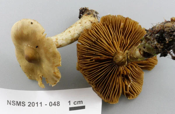 Cortinarius betuletorum.jpg