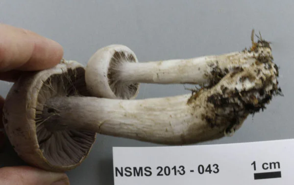 Cortinarius camphoratus gills.jpg