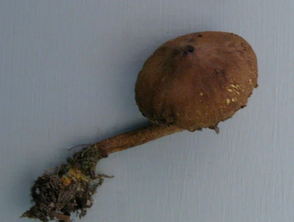 Cortinarius cinnamomeus.jpg