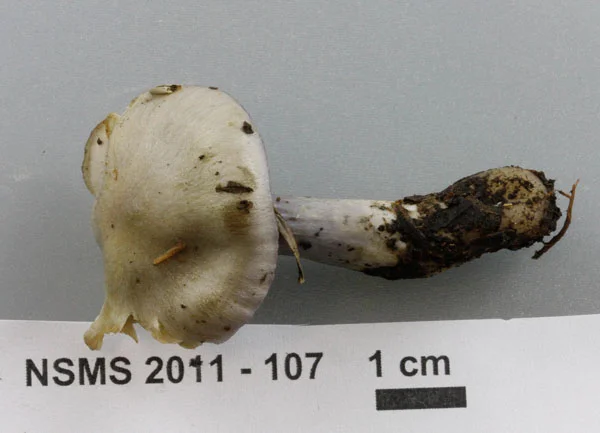 Cortinarius croceocoeruleus cap.jpg