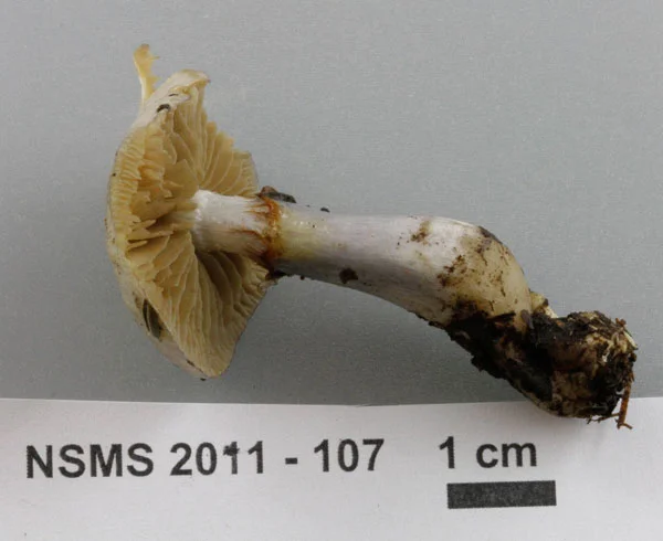 Cortinarius croceocoeruleus gills.jpg