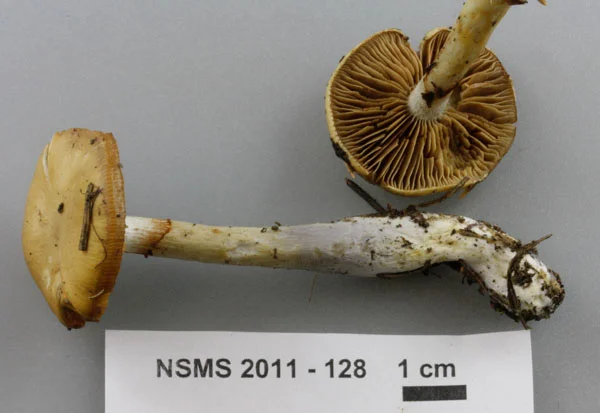 Cortinarius delibutus.jpg