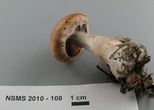 Cortinarius furvolaesus gills.jpg