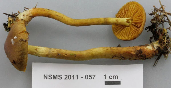 Cortinarius incognitus.jpg