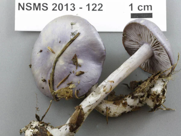 Cortinarius iodes.jpg