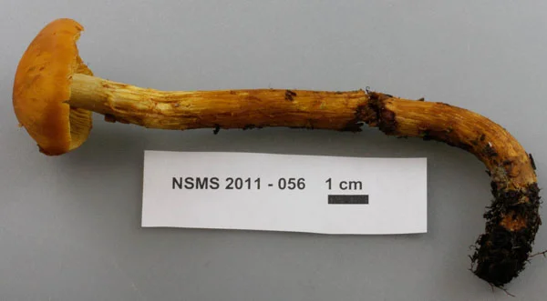 Cortinarius limonius.jpg