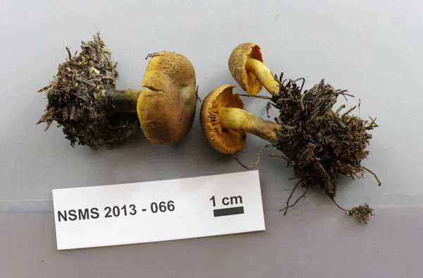 Cortinarius malicorius.jpg