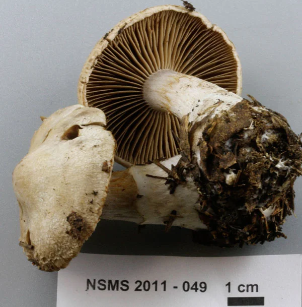 Cortinarius malachius.jpg