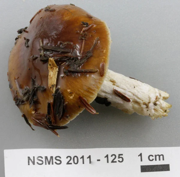 Cortinarius mucifluus cap.jpg