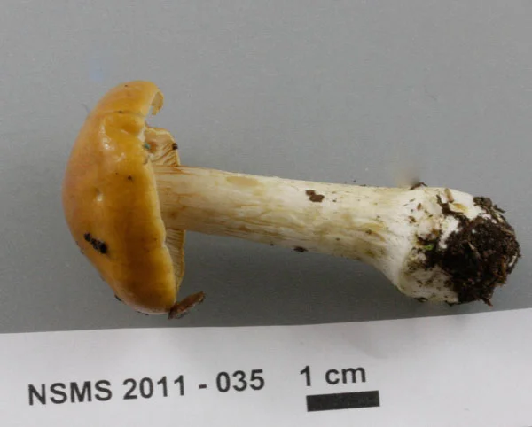 Cortinarius multiformis stipe.jpg