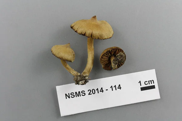 Cortinarius paleaceus.jpg