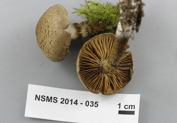 Cortinarius pholideus.jpg