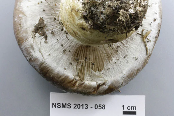 Cortinarius praestans gills.jpg