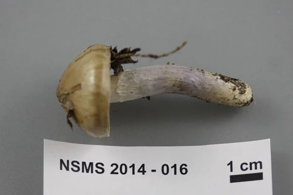 Cortinarius pseudosalor cap.jpg