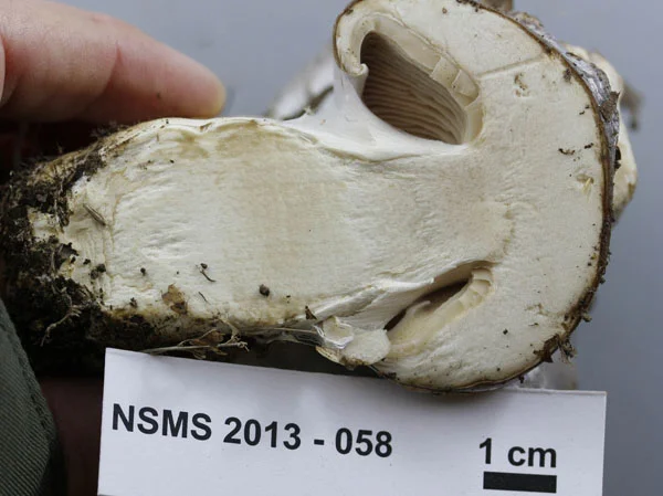 Cortinarius praestans interior.jpg