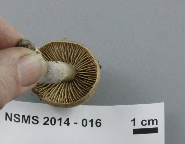Cortinarius pseudosalor gills.jpg
