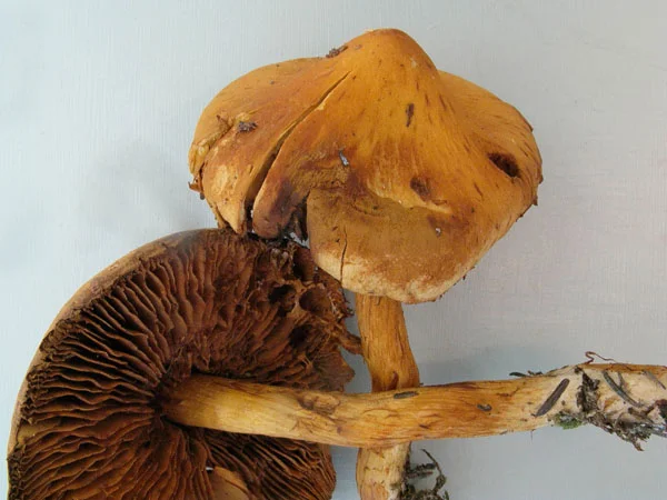 Cortinarius rubellus.jpg