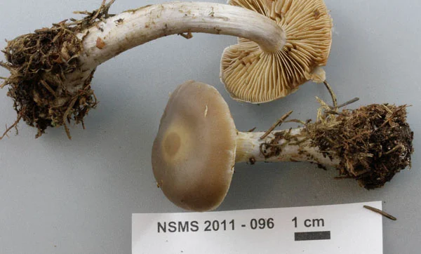 Cortinarius saturninus.jpg