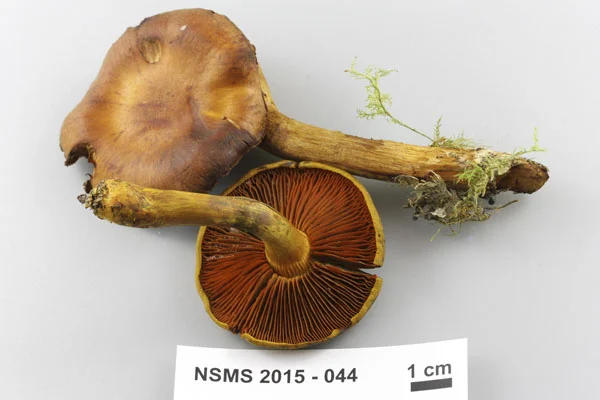 Cortinarius semisanguineus.jpg