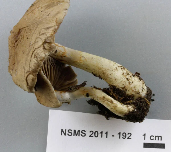 Cortinarius spilomeus.jpg