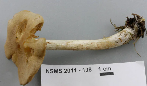 Cortinarius tabularis.jpg