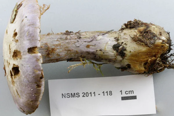 Cortinarius traganus cap.jpg