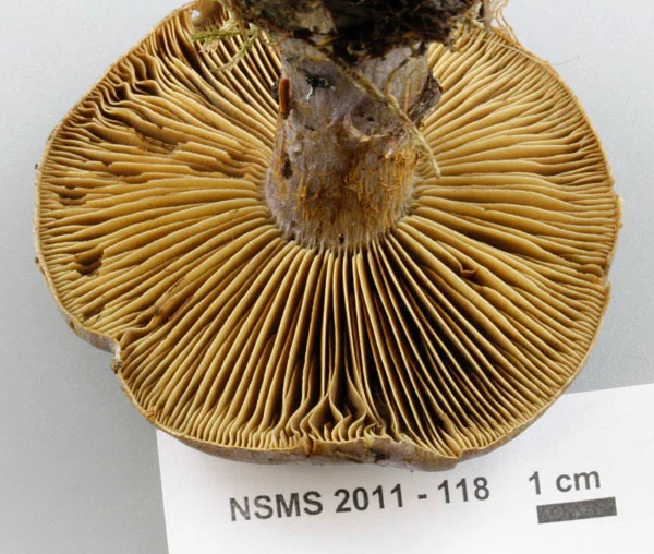 Cortinarius traganus gills.jpg