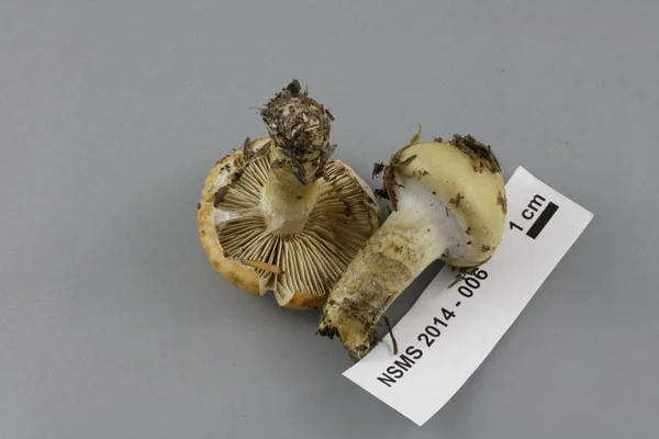 Cortinarius trivialis gills.jpg