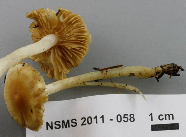 Cortinarius vibratilis.jpg
