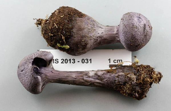 Cortinarius violaceus cap.jpg