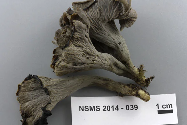 Craterellus cornucopioides.jpg