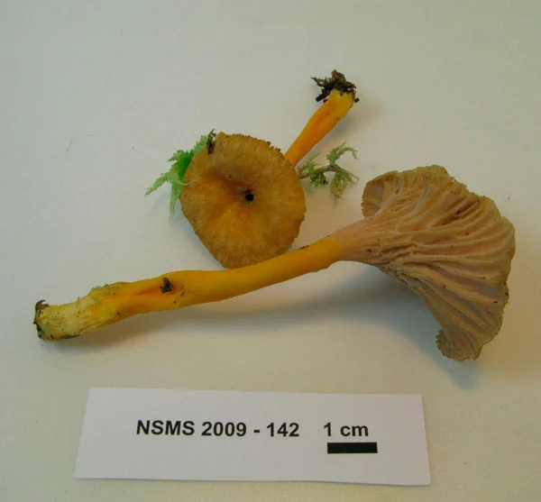 Craterellus ignicolor.jpg