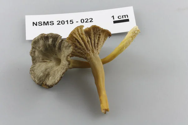 Craterellus tubaeformis.jpg