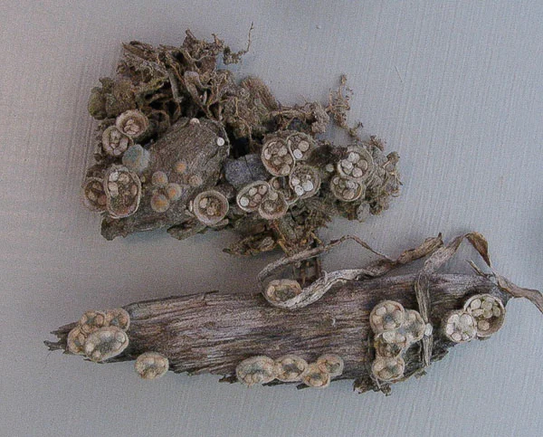 Crucibulum laeve.jpg